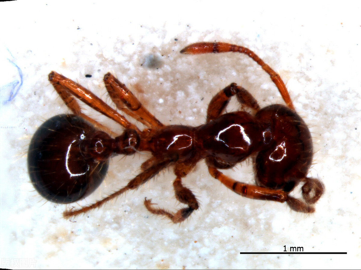 小蚂蚁大战红火蚁,红火蚁席卷12个省份