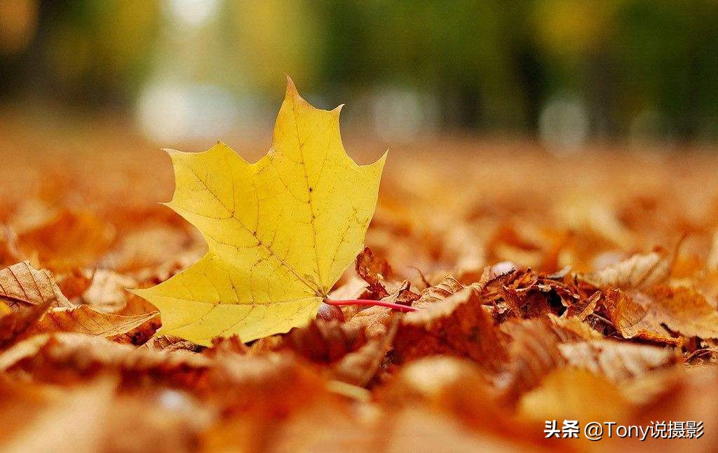 单反相机拍照怎么查看光圈优先,单反相机光圈优先拍摄技巧