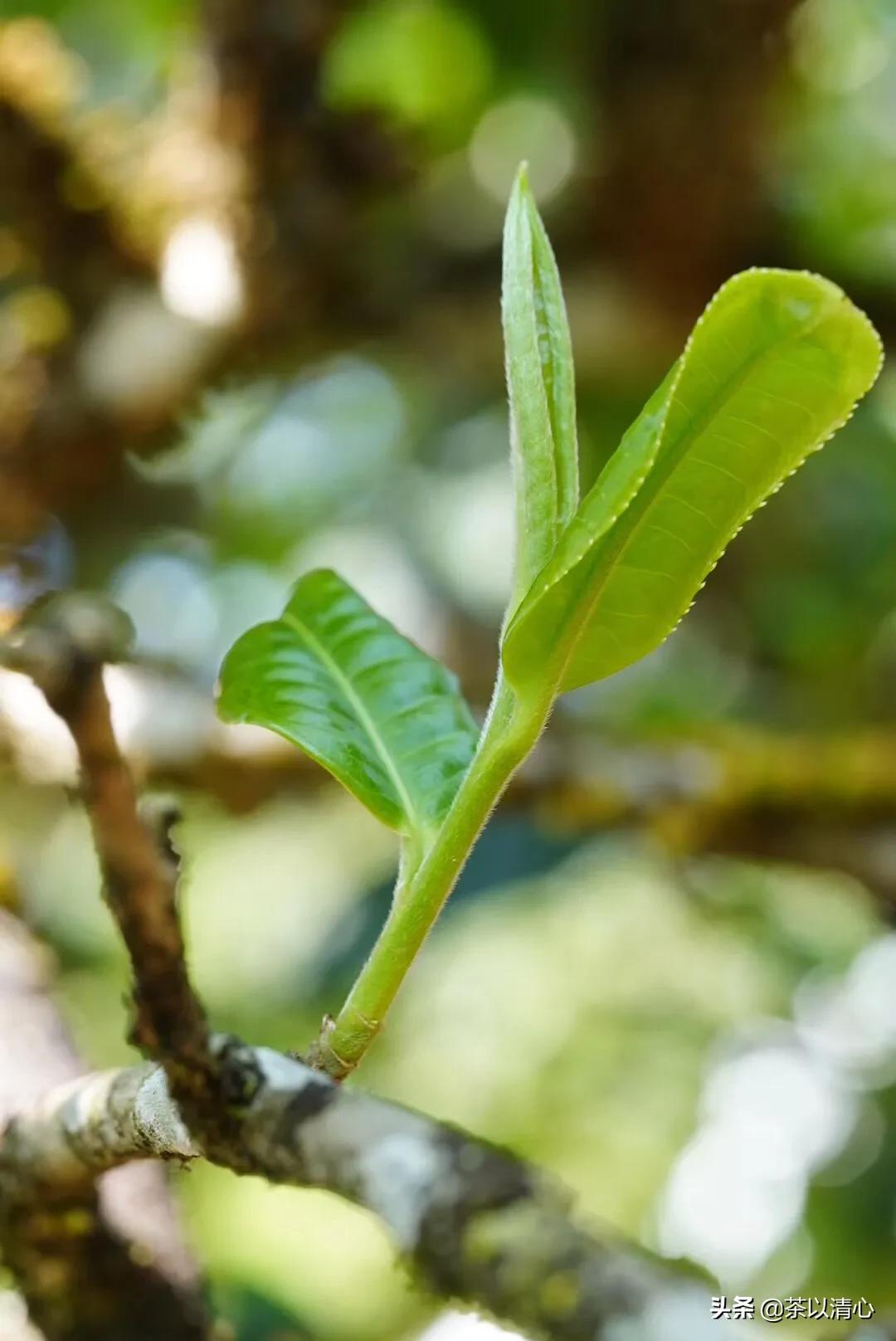 一寸光阴普洱茶,普洱茶一粒一粒的
