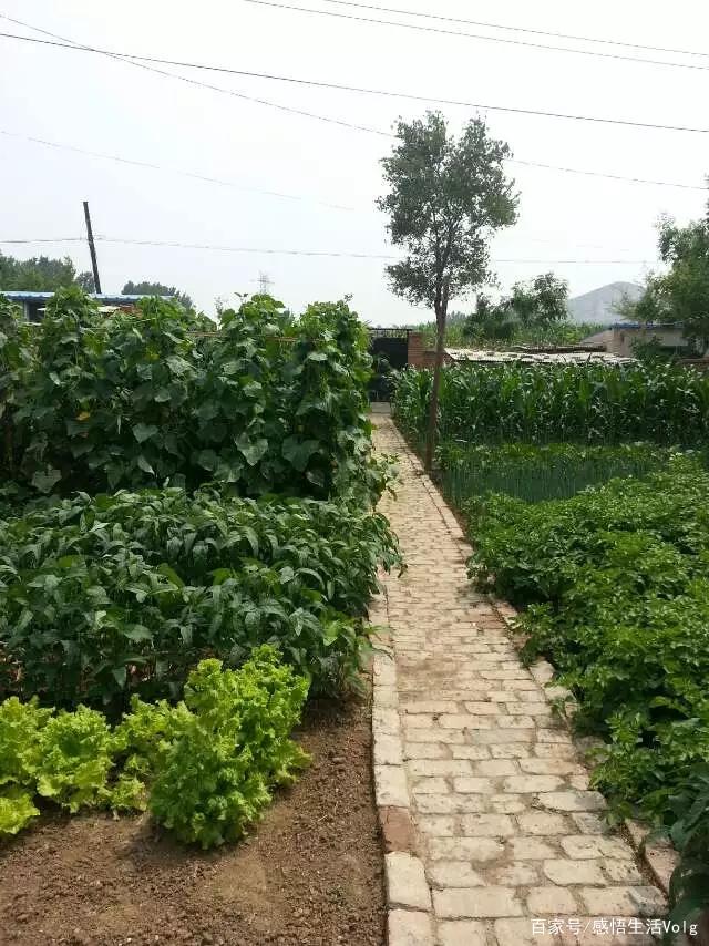 乡情散文：小院，童年