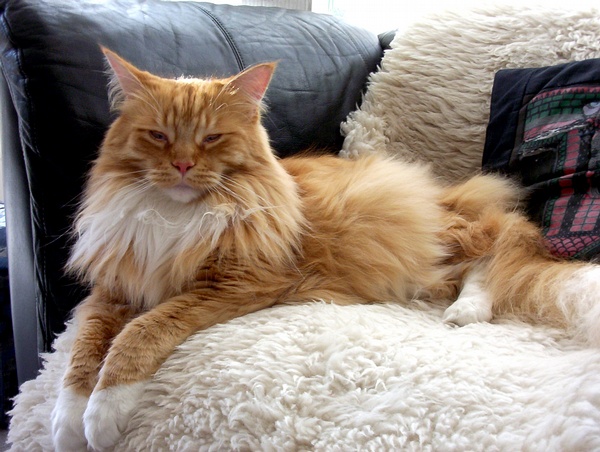 名贵猫咪的品种及图片大全,十大名贵猫咪品种排行榜