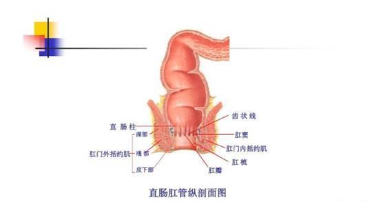 干燥便秘怎么快速排便,大便干燥便秘怎么办中医