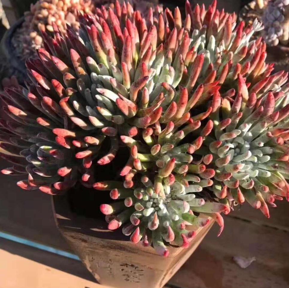 多肉不服盆僵苗了,多肉两个月不服盆僵苗怎么办