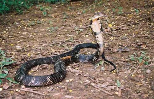 野外蛇视频真实动物世界,野外探险恐怖蛇