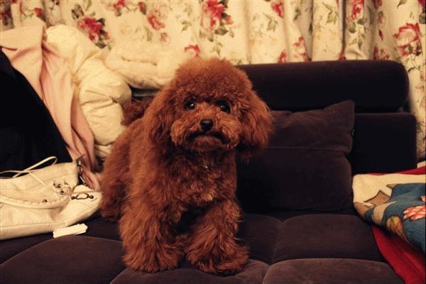 怎么才算纯种泰迪狗呢图片,纯种狗和非纯种狗的区别哪个好