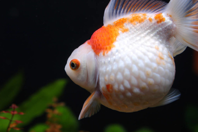 小金鱼肚皮朝上失漂了怎么办,金鱼开始肚皮朝上了怎么抢救