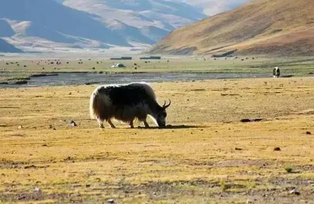 世界上海拔最高的公路！中国最神奇的天路！比川藏线还险10倍！