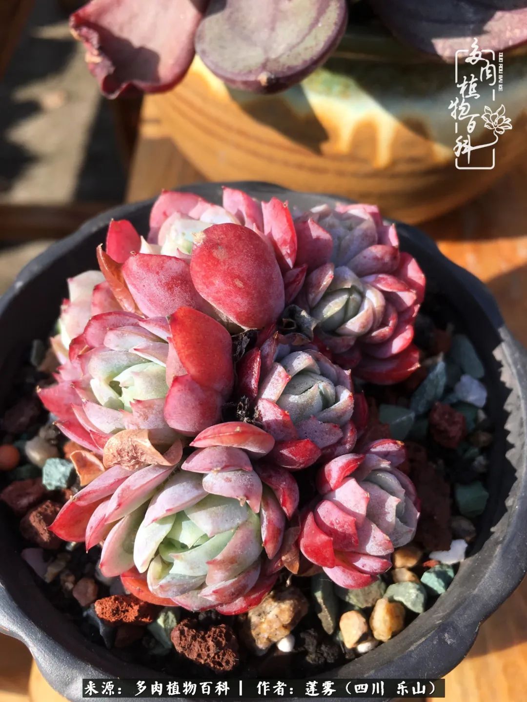 治愈系多肉精灵,初冬携一抹暖阳与多肉相伴