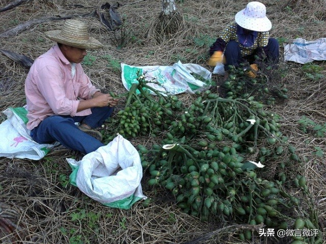 槟榔千万不要吃太多,贪吃槟榔会怎么样