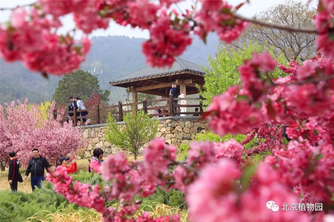 中国科学院植物研究所北京植物园,北京植物园有牡丹花还有什么花