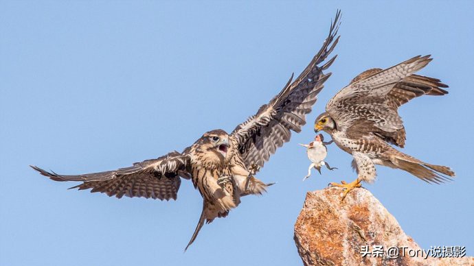 摄影拍鸟如何拍出白色羽毛的细节,如何拍鸟这些鸟类摄影技巧要学会
