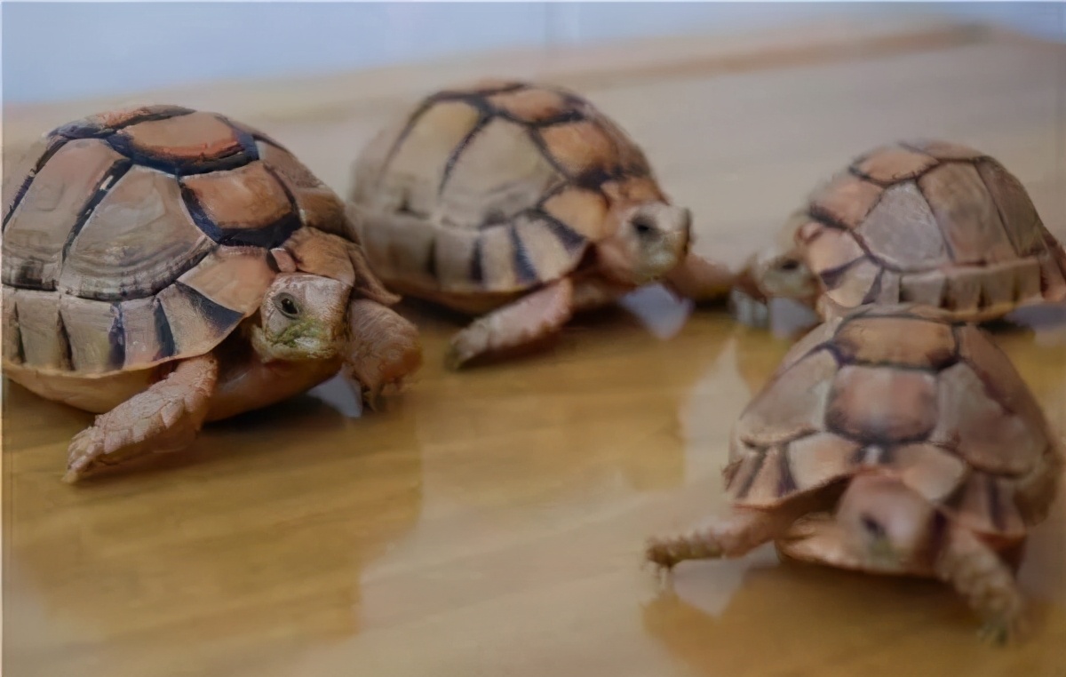 龟类纪录片,龟类图片