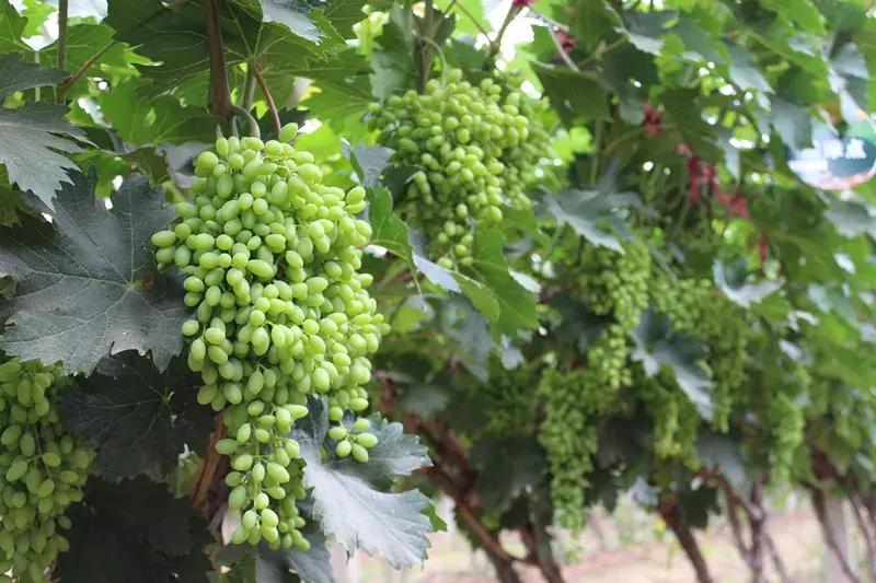 30亩葡萄园农场怎么利润最大化,10亩葡萄园一年能赚多少钱