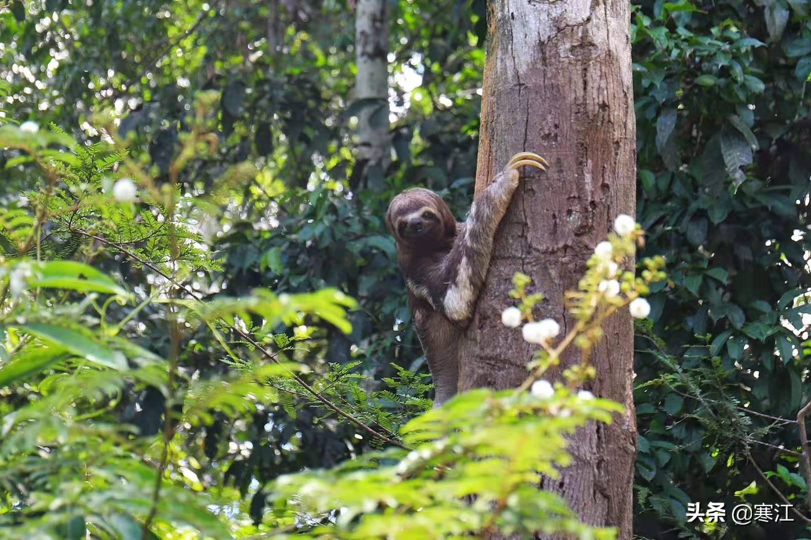 亚马逊热带雨林食人花奇妙之旅,去亚马逊热带雨林探险