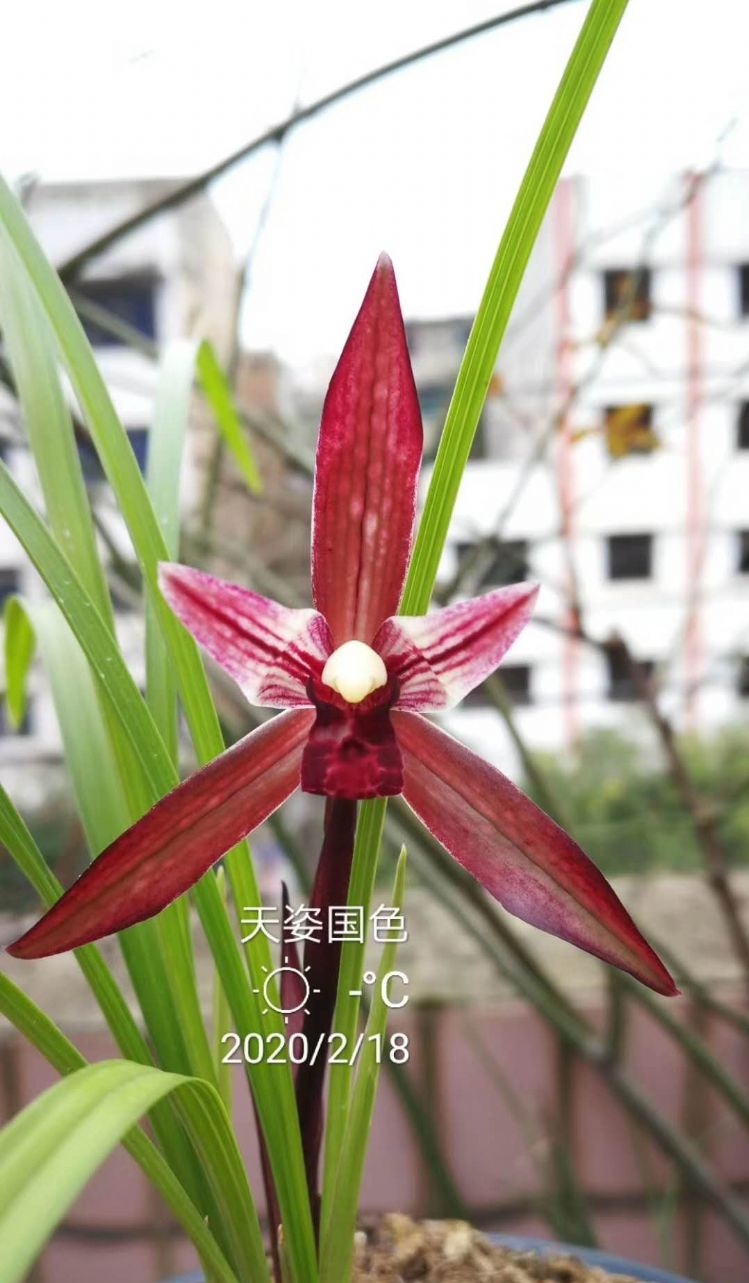 四川与贵州交界之地下山的一颗春兰红素三星，后来成为传世极品