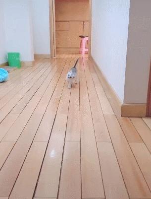 猫咪歪头会死吗,猫咪歪头是耳螨还是中耳炎