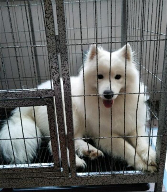 一岁的萨摩耶老是拆家怎么办,6个月的萨摩耶还能接受主人吗