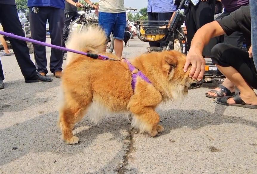 300块卖狗后续大人把狗还回来了么,300元以下的松狮