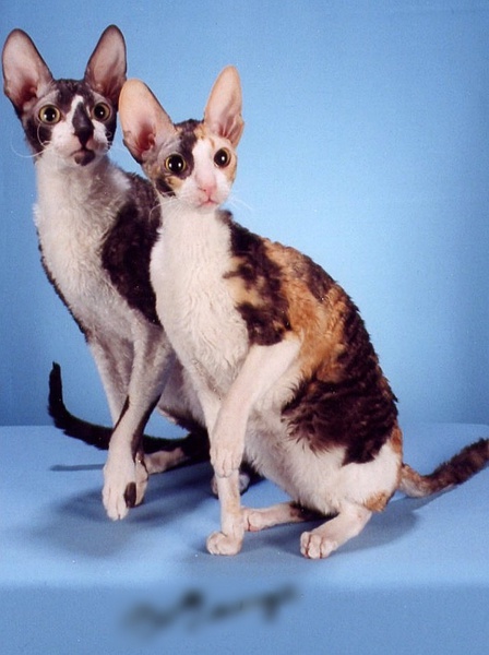 名贵猫咪的品种及图片大全,十大名贵猫咪品种排行榜