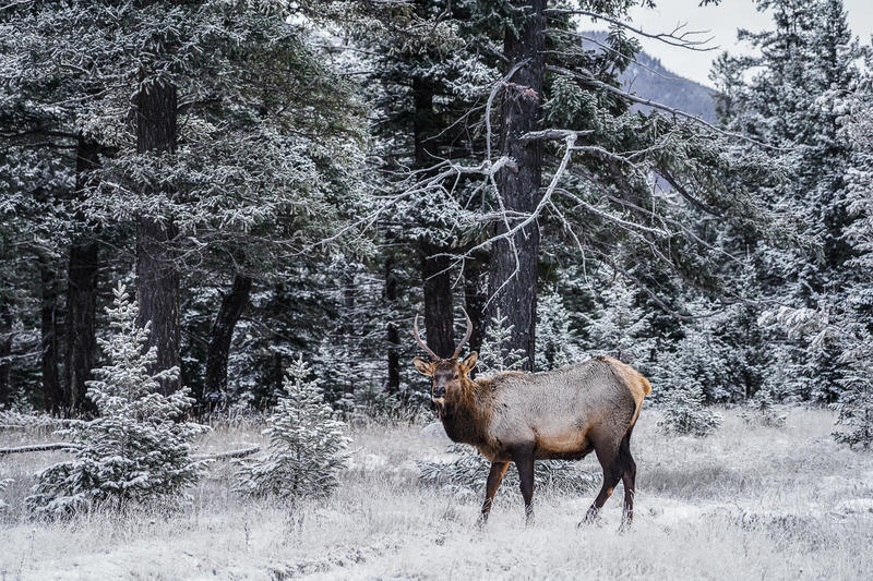 加拿大魁北克冰雪节,加拿大艾伯塔省节