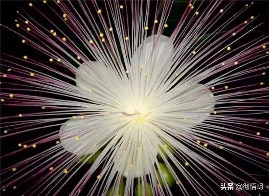 十种稀有长寿花,80个长寿花品种全都美极了