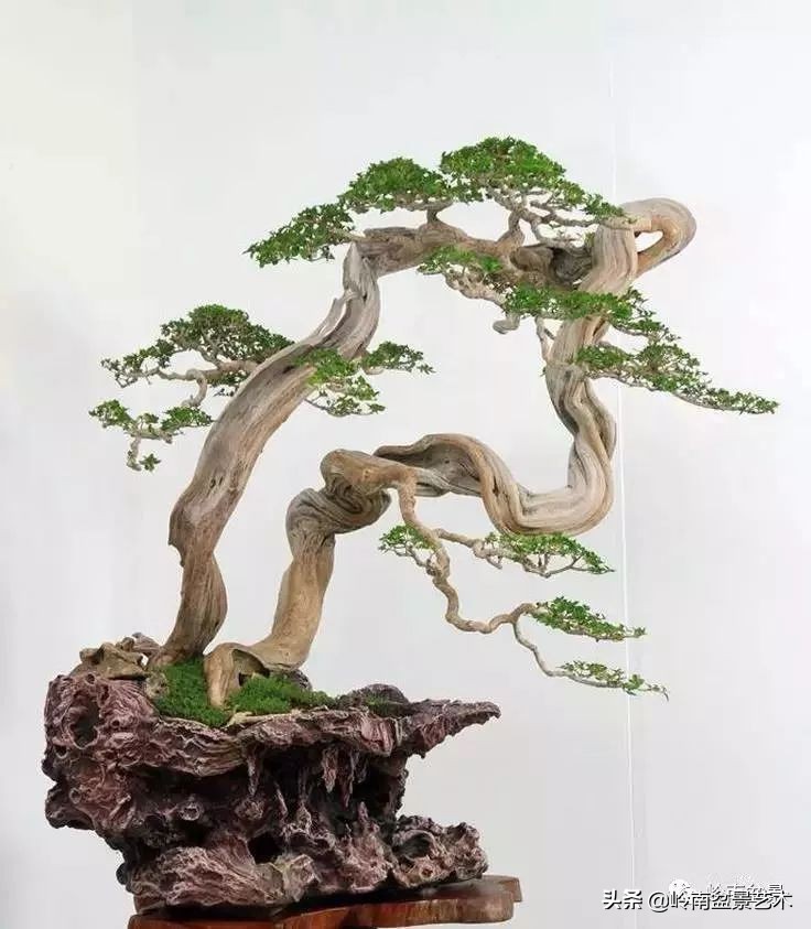 双干树,双干型果树