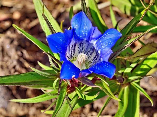 神农本草经中的药材图片,神农本草经高清彩图
