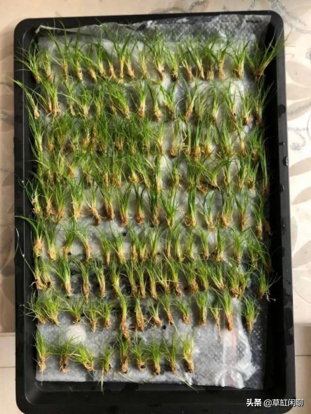 草缸造景新手入门,造景为什么一定要沉木或者杜鹃根