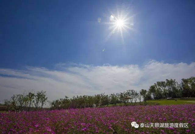 *安泰**赏花休闲婚拍就到泰山花海摩玛梦想城