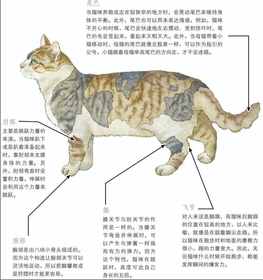 猫生化检查共几项,新猫进家注意事项