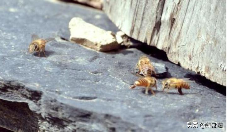 中蜂蜂王身上大蜂螨,中蜂原生虫病