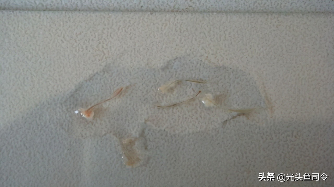 常见几种鱼体寄生虫,鱼类身上肉眼可见的寄生虫