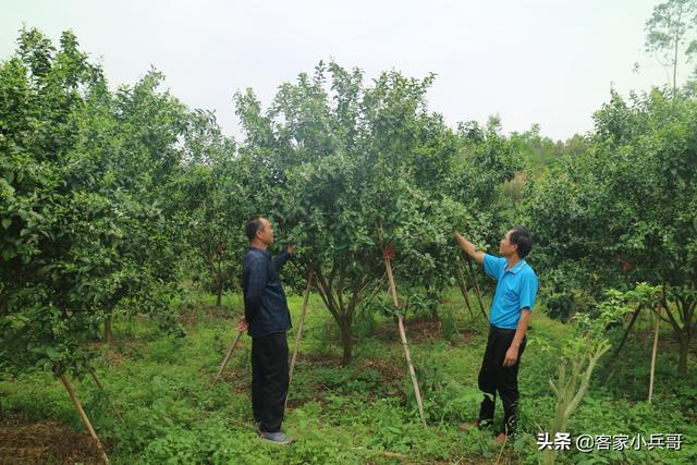 致富带头人脱贫攻坚优秀个人事迹,脱贫致富带头人农民事迹