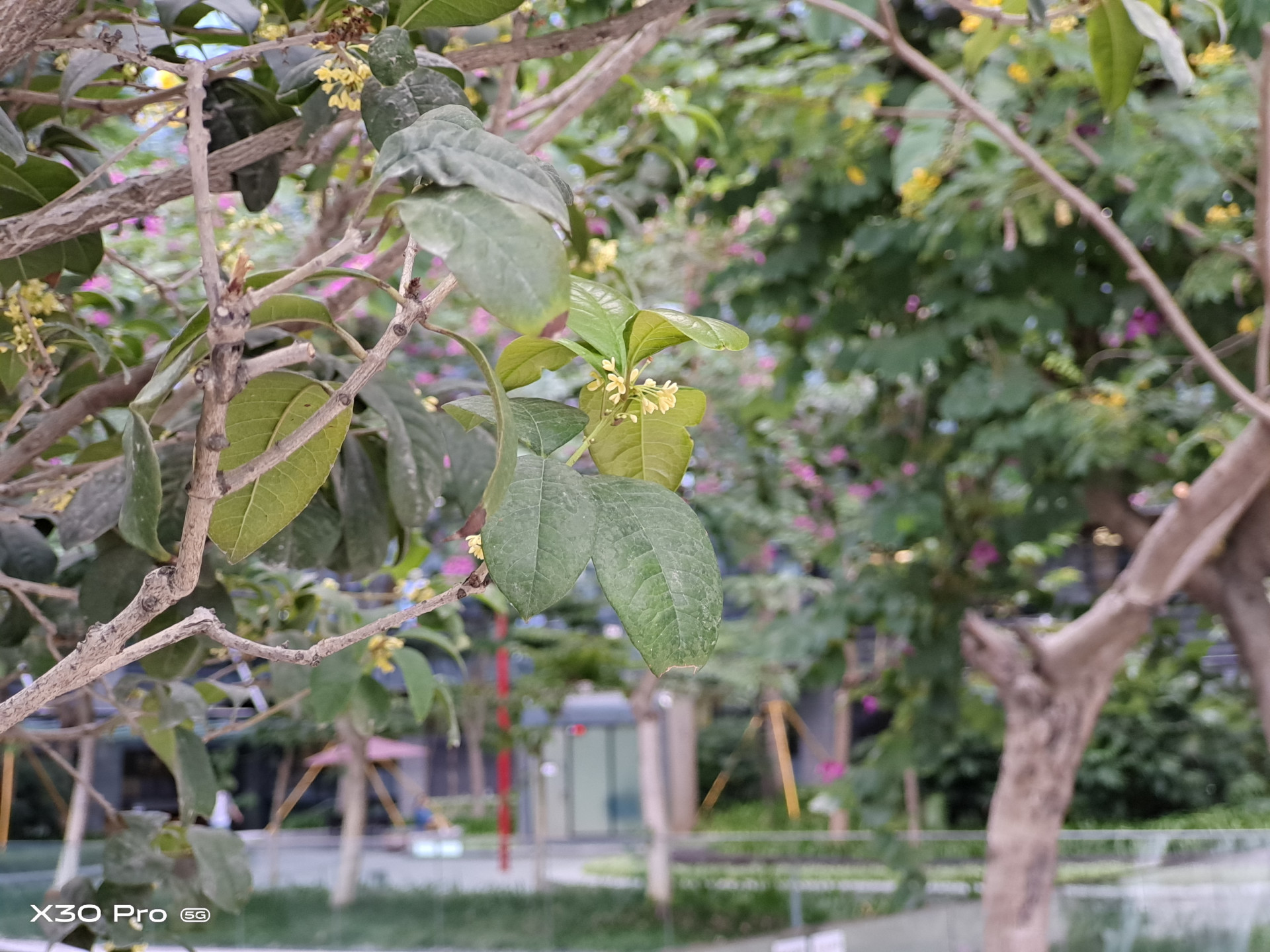 vivox30pro搭载三星5g芯片980,vivox30pro是第一款5g手机