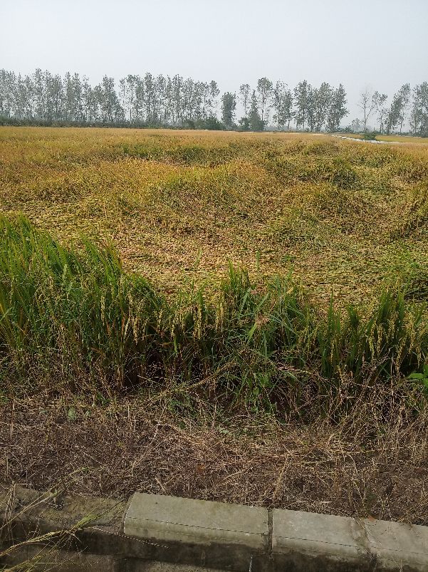 现在农村嫁来的媳妇和新生小孩没有田，去世的农民有田，开会吵架
