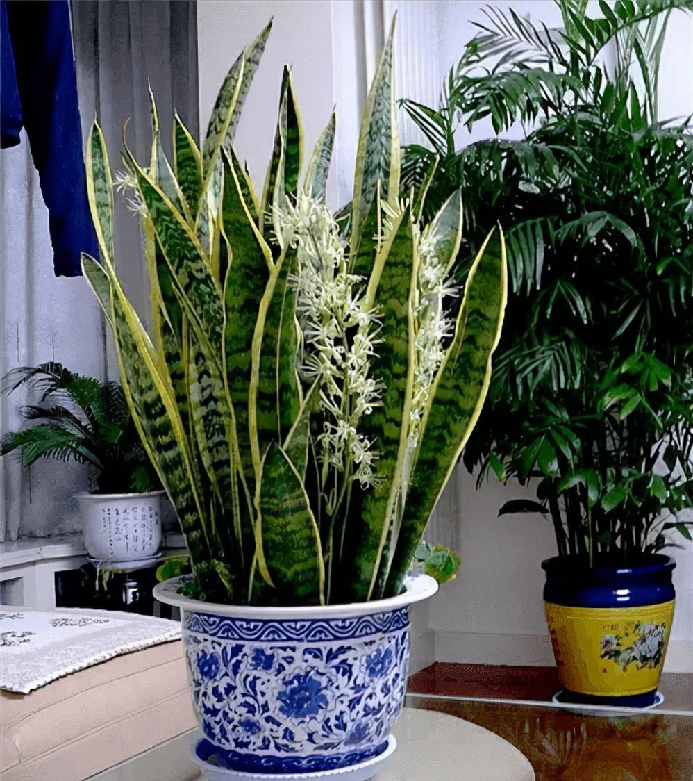 富贵花十大不吉利花,十二种寓意幸福美满富贵吉祥的花