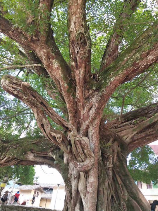 厦门攻略自由行3天云水谣,厦门自由行4晚5天花多少