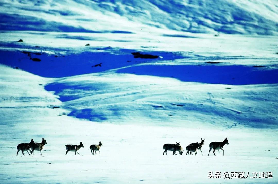 8次深入喜马拉雅，著名藏学家朱塞佩·杜齐的阿里探险之旅