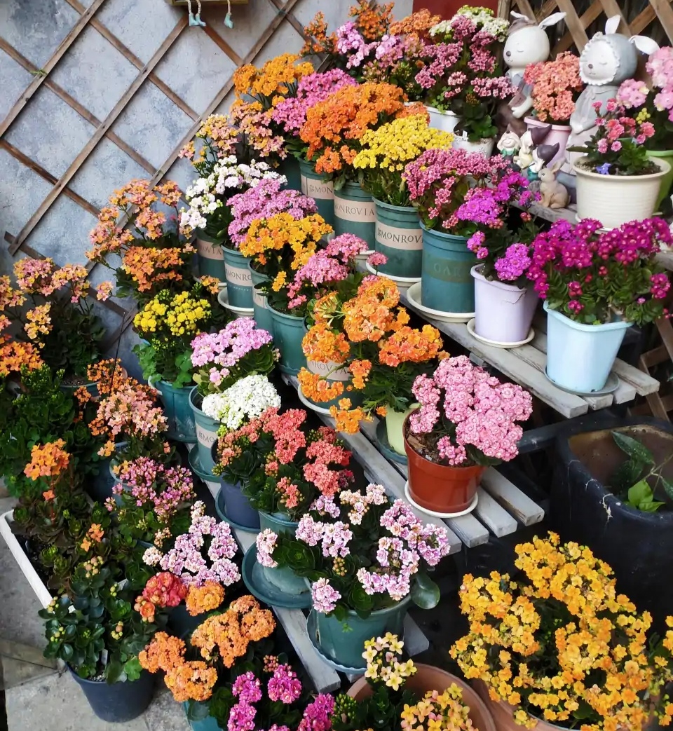 这8种花你不要乱浇水,新手种花品种推荐