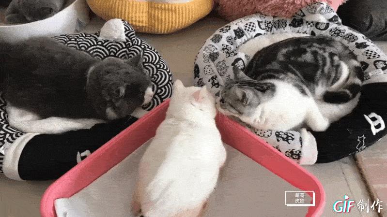 猫咪后肢瘫痪训练方法,给后腿瘫痪的小猫做康复训练