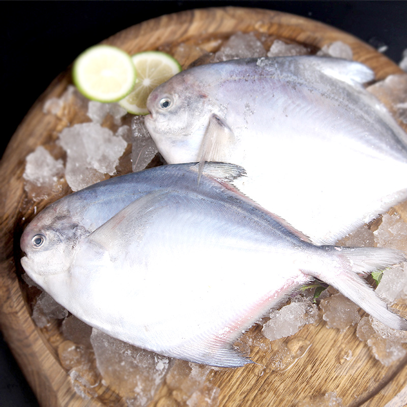 银鲳鱼的冷知识,银鲳鱼科普大全