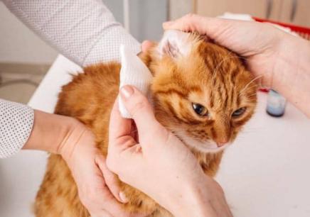 宠物猫泪痕去除神器,宠物猫泪痕怎么去除最快最有效