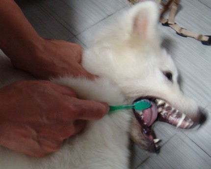 一只萨摩耶有多可怕,一只萨摩耶犬优点