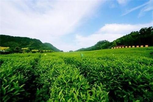 探访：一家总被外界误解的湖南民族黑茶企业