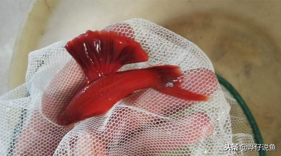 观赏鱼排在前10名的冠军鱼,盘点十大观赏鱼