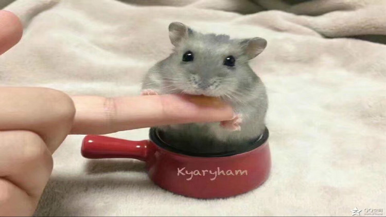 养宠小知识夏天如何健康养宠,养宠小知识大全简短