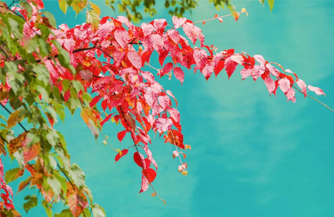 九寨沟路上招手,前方到站宁强