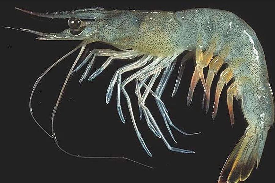 所有虾类哪种更好吃些图片,给你科普一下虾的种类