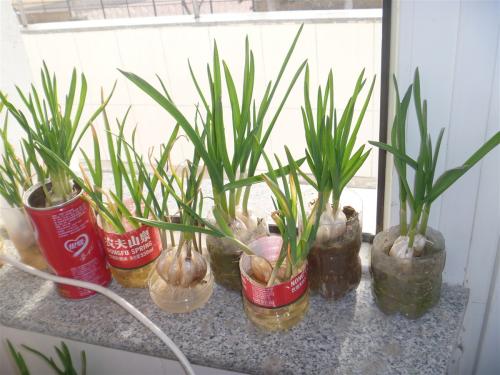 生姜发芽了种在土里多久可以长大,市场买的生姜直接埋土里会发芽吗