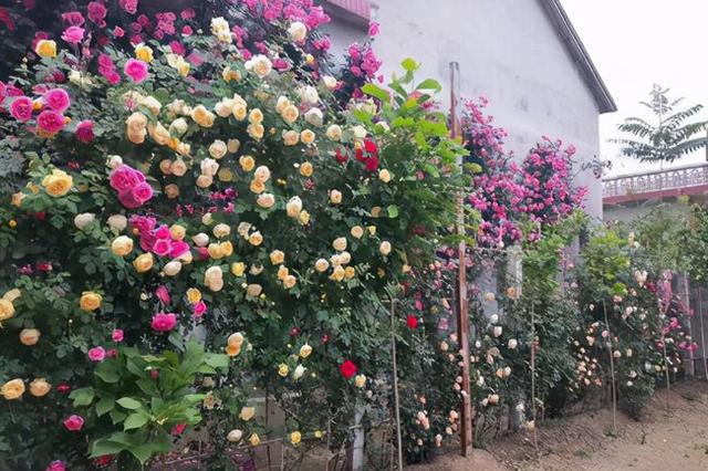 藤本月季如何让它爆花快,最好养爬墙藤本月季四季开花